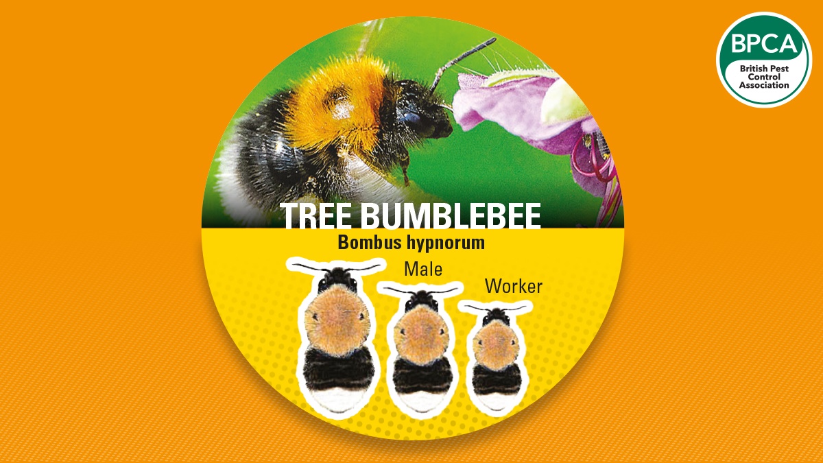 Bumblebee tree bumble Bumblebee tree bumble